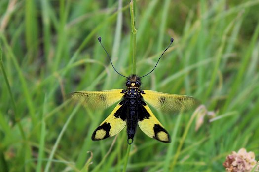 Östlichen Schmetterlingshaft (Libelloides macaronius)
