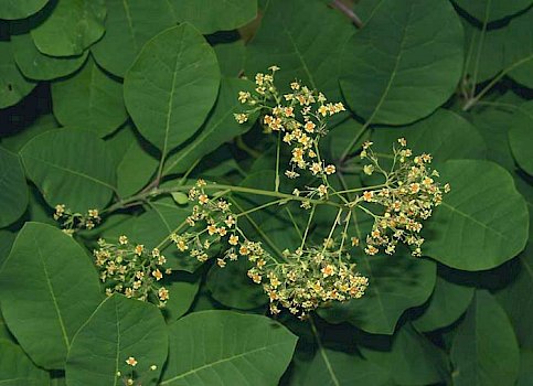 Blühender Perückenstrauch (Cotinus coggygria)