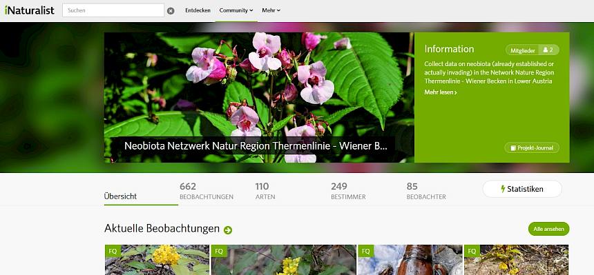 Einfache Meldung von Neobiota mittels Foto über die kostenlose App iNaturalist.