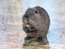 Der Nutria - ursprünglich aus Pelztierfarmen entkommen - durchlöchert Gewässerufer und Hochwasserschutzdämme und macht sie instabil. © Manfred Richter; Lizenz: Pixabay Nutria