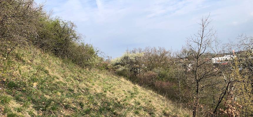 Hang-Trockenrasen in Leobersdorf. © LPV/Mrkvicka