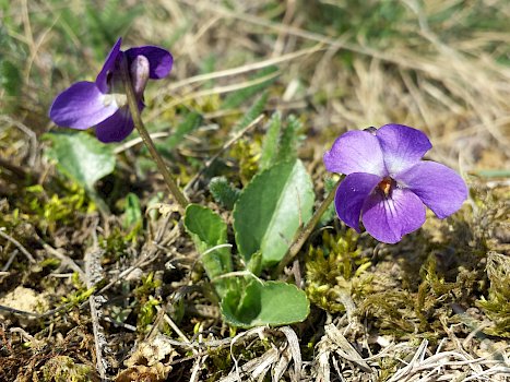 Steppen-Veilchen (Viola ambigua)