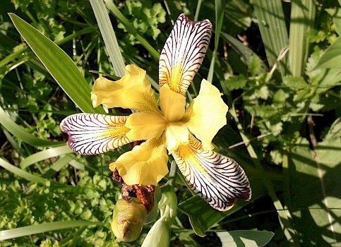 Die Bunt-Schwertlilie (Iris variegata)