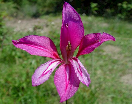 Die Sumpf-Gladiole (Gladiolus palustris)
