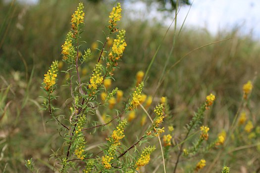 Der Gelbe Zahntrost (Odontites luteus).