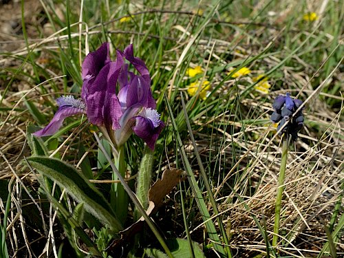 Zwerg-Schwertlilie (Iris pumila) und Trauben-Hyazinthe.