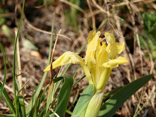 Zwerg-Schwertlilie (Iris pumila).