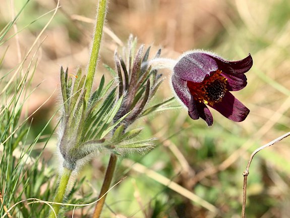 Wiesen-Kuhschelle (Pulsatilla pratensis).