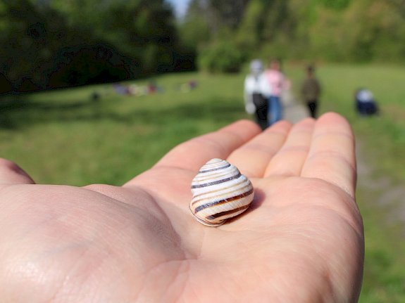 Schnirkelschnecke (Helicidae)