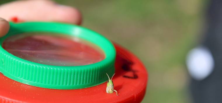 Kurzfühlerschrecke © LPV/F. Hohn Kurzfühlerschrecke