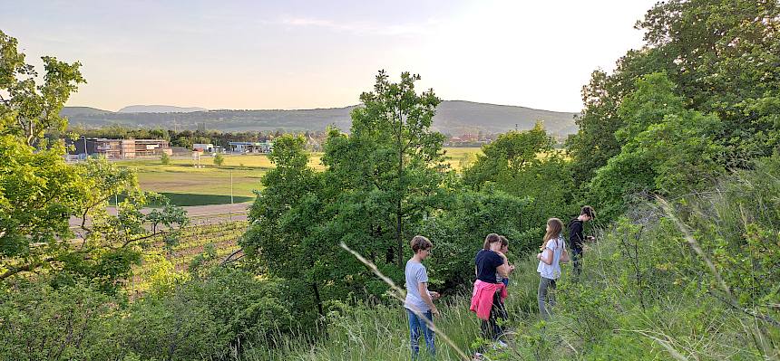 Natur-Exkursion zum Hangtrockenrasen in Leobersdorf.