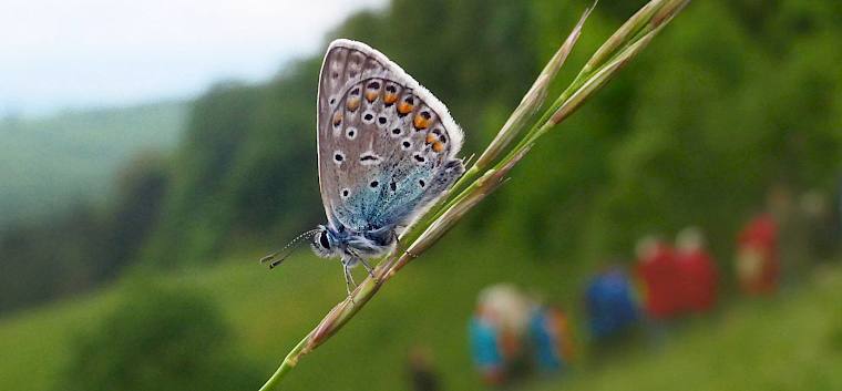 Hauhechel-Bläuling © Peter Stöckl Hauhechel-Bläuling