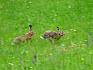 Feldhasen auf der Gießhübler Heide. © Peter Stöckl Feldhasen auf der Gießhübler Heide.