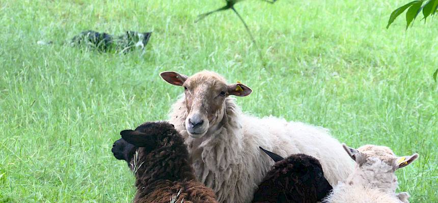 Die Schafe sind für die Erhaltung der Gießhübler Heide von großer Bedeutung! © Peter Stöckl