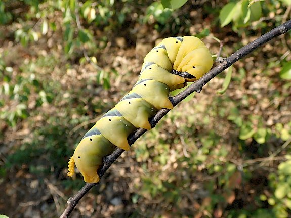 Raupe eines Totenkopfschwärmers (Acherontia atropos)