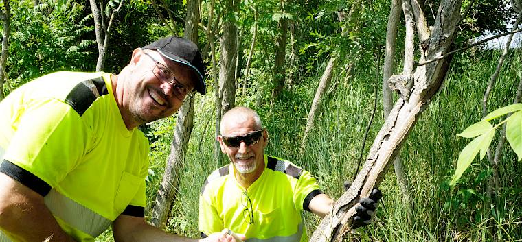 Die Gemeindevertreter aus Schwarzau am Steinfeld bei der Bekämpfung der Götterbäume. © LPV/J. Fischer Bauhofmitarbeiter bei Götterbaumbekämpfung