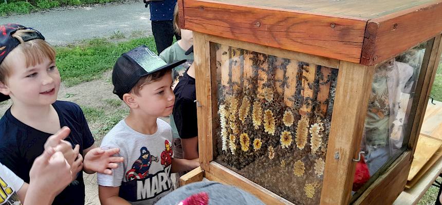 Die Kinder konnten einen Blick ins Innere eines bewohnten Schau-Bienenstocks werfen und Interessantes über die Honigbienen und ihre Produkte wie Honig und Bienenwachs erfahren.© LPV/L. Reimoser-Berger