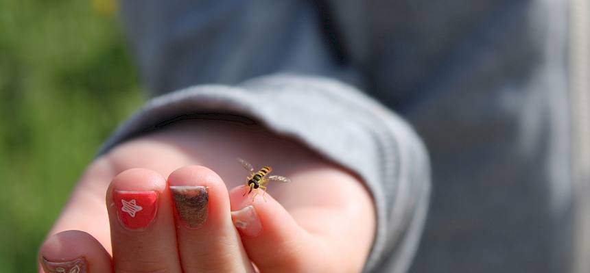 Die harmlose Schwebfliege ahm in ihrer Färbung die Wespe nach. Diese Täuschung nennt man Mimikry. © LPV/F. Hohn