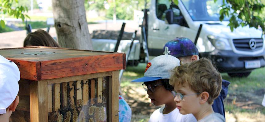 Die Kinder konnten einen Blick ins Innere eines bewohnten Schau-Bienenstocks werfen und Interessantes über die Honigbienen und ihre Produkte wie Honig und Bienenwachs erfahren. © LPV/F. Hohn