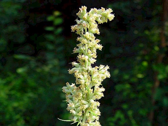 Gemeiner Beifuß (Artemesia vulgaris)
