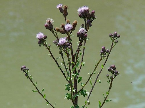Acker-Kratzdistel (Cirsium arvense)