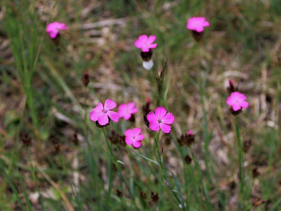 Die Kartäusernelke (Dianthus carthusianorum)
