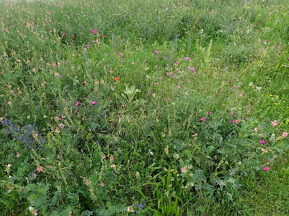 Blumenwiese am Anger
