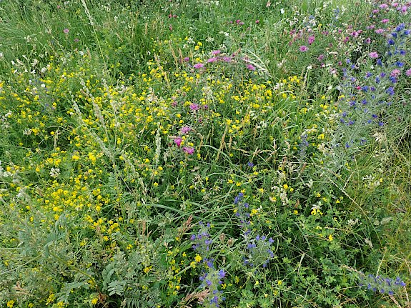 Blumenwiese am Anger