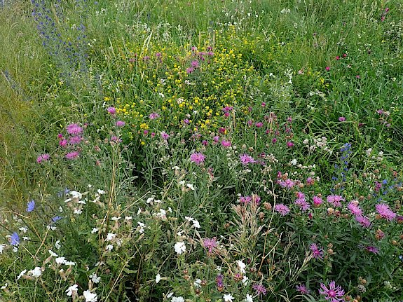 Blumenwiese am Anger