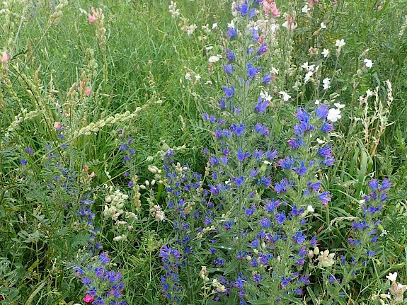 Blumenwiese am Anger
