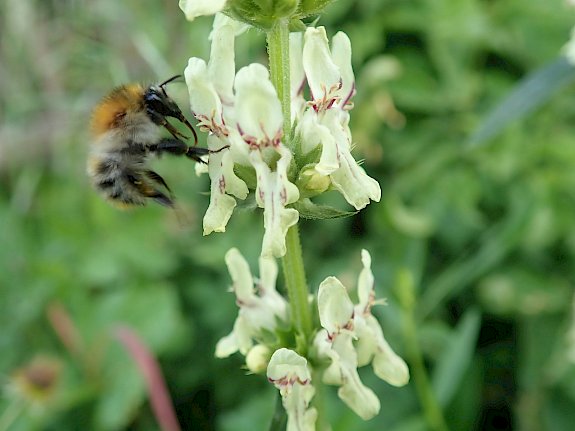Ackerhummel (Bombus pascuorum)