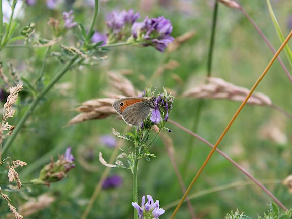 Naturwiese Schillerstraße