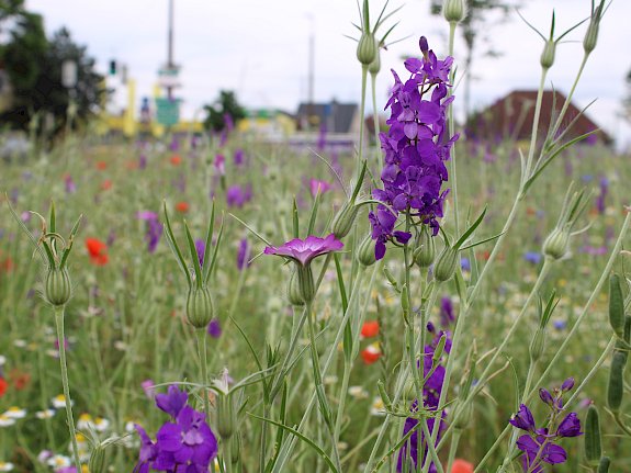 Naturwiese Schillerstraße