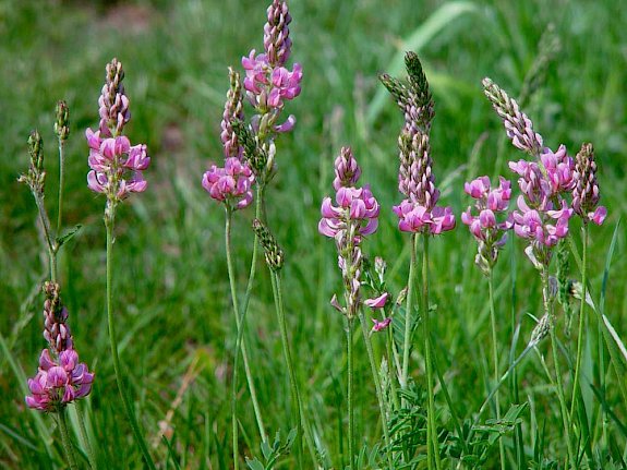 Saat-Esparsette (Onobrychis viciifolia)