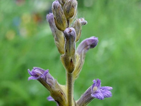 Violette Sommerwurz (Orobanche purpurea)