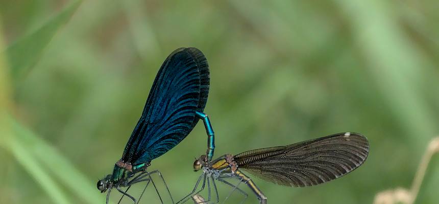 Blauflügel-Prachtlibellen (Calopteryx virgo) bei der Paarung. © LPV/A. Temel