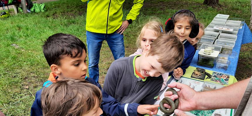 Beim Stand der Umweltspürnasen gab es eine handzahme Ringelnatter zum Anfassen - ein einmaliges Erlebnis für viele Schüler*innen, das auch Ängste und Vorbehalte gegenüber Schlangen abbaut.© LPV/M. Steiner