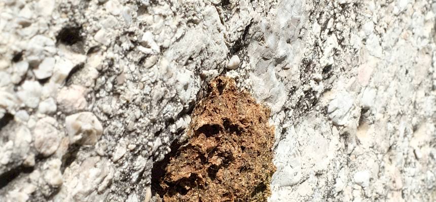 Wildbienen-Nest auf Steinoberfläche