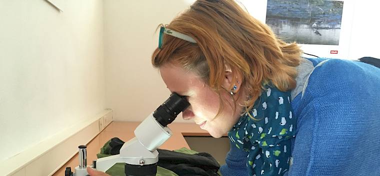Einige Tiere wurden genauer unter die Lupe genommen. © LPV/M. Frauendienst Tagungs-Teilnehmerin mit Mikroskop.