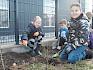 Die Kinder wurden heute selbst aktiv und pflanzten eine Hecke. © LPV/J. Fischer Kinder pflanzen Hecke.