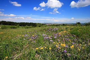 Landschaft der Perchtoldsdorfer Heide