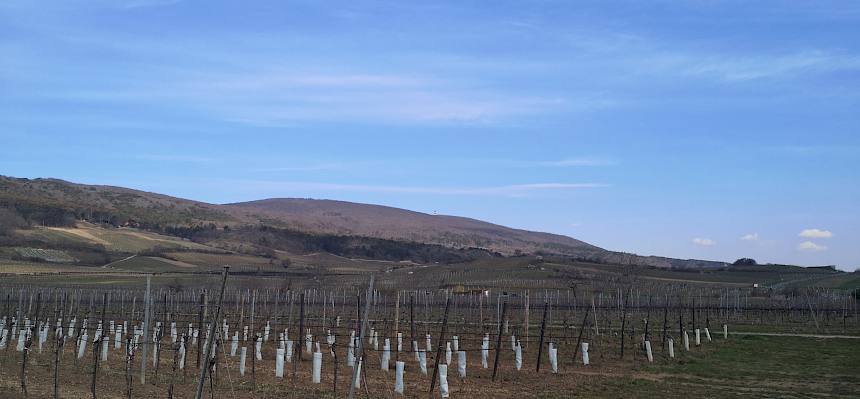 Weinbaulandschaft