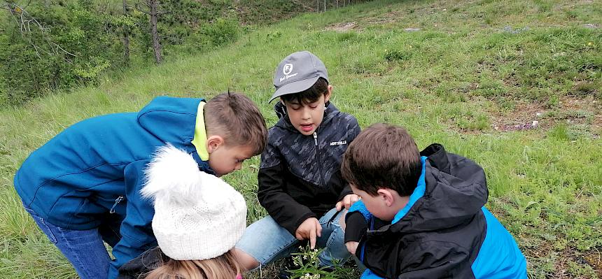 Kinder beim Erforschen einer Pflanze