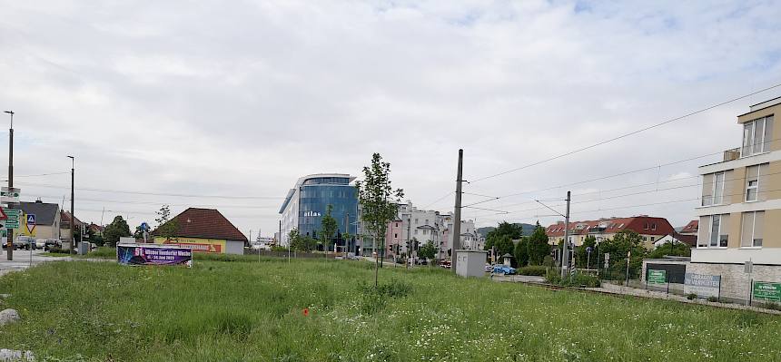 Blühwiese bei der Schillerstraße