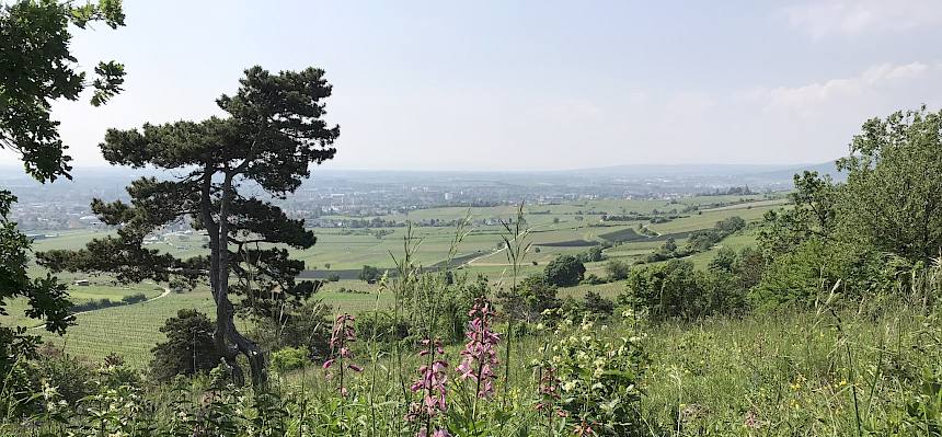 Blick über das Naturschutzgebiet mit blühendem Diptam