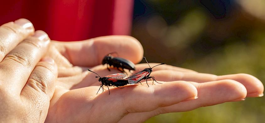 Spannende Insektenfunde