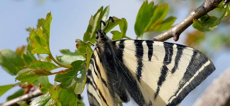 Dank der Pflegemaßnahmen wird sich die momentan vergraste Fläche über die nächsten Jahre in eine artenreiche und blühende Naturwiese verwandeln und einen neuen Lebensraum für Segelfalter und Co bieten! © Peter Stoeckl Segelfalter