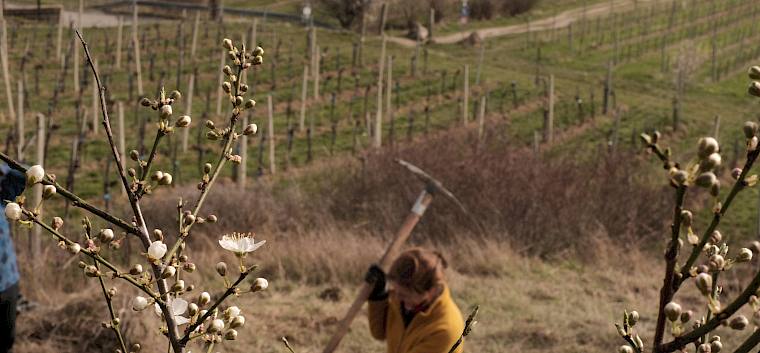 Frühlingsstimmung, erste Blüten und Sonnenschein begleiteten uns bei der Arbeit. © LPV/J. Fischer Frühling am Trockenrasen