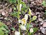 Ein besonderes Highlight war der Fund des Weißen Waldvögelchens (Cephalanthera damasonium), einer wunderschönen Orchidee. © LPV/A. Mrkvicka Weißes Waldvögelchen (Cephalanthera damasonium)