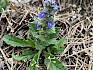 Der Genfer Günsel (Ajuga genevensis) ist ein typischer Bewohner der Trocken- und Halbtrockenrasen. © LPV/A. Mrkvicka Ajuga genevensis